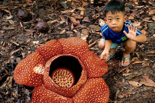 Serindit Hostel Sutera Sanctuary Lodge at Poring Hot Spring