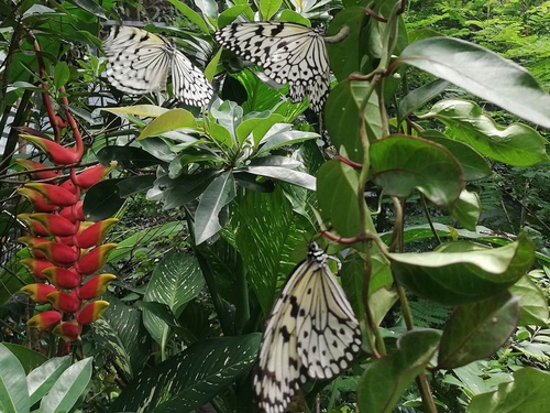 Entopia Penang Butterfly Farm
