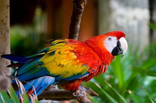 KL Bird Park Admission Ticket With One Way Transfer
