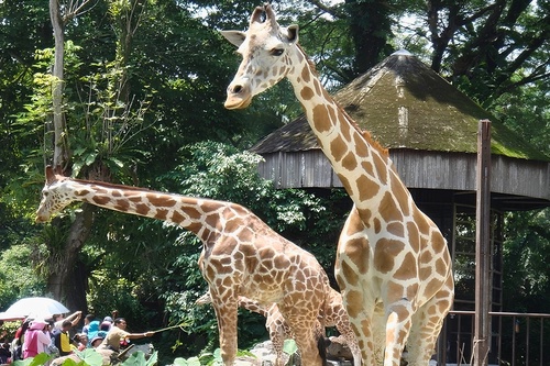 Zoo Negara Malaysia (Admission Ticket)