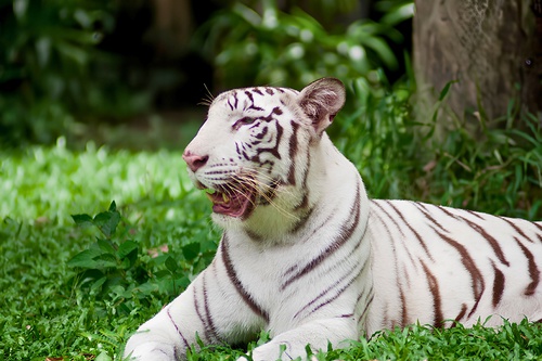 Zoo Negara Malaysia (Admission Ticket)