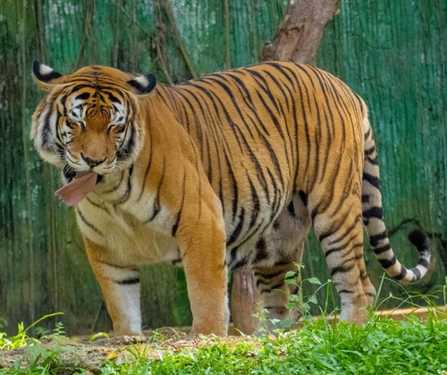 Zoo Melaka & Melaka Heritage Photo Stops Day Trip from Kuala Lumpur