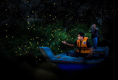 Kuala Selangor Fireflies & Blue Tears Evening Tour from Kuala Lumpur