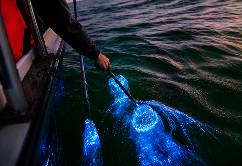 Kuala Selangor Fireflies & Blue Tears Evening Tour from Kuala Lumpur