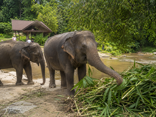 Batu Caves & Elephant Sanctuary Day Tour with Complimentary KL City Tour