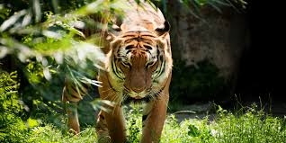 Taman Negara Private Day Tour