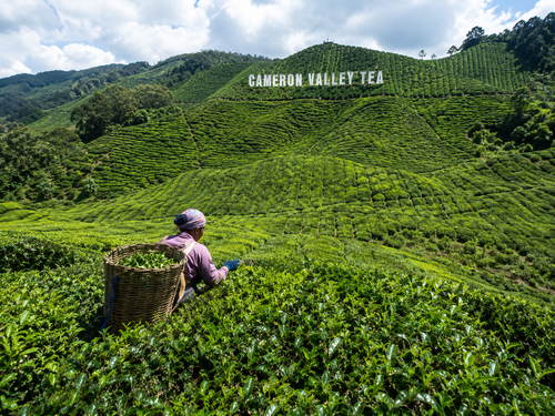 Cameron Highlands Day Tour