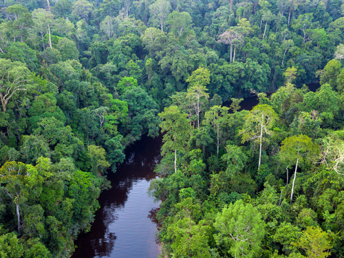 Taman Negara Private Day Tour