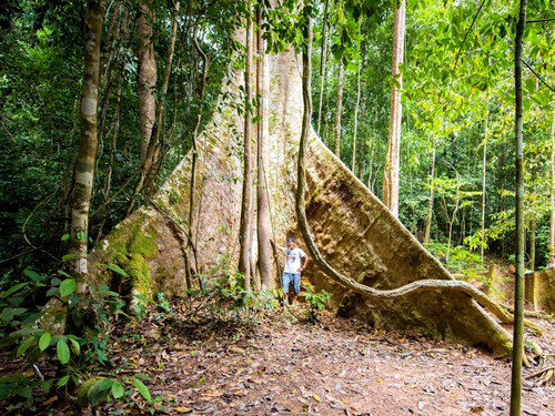 Taman Negara Private Day Tour