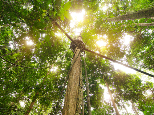 Taman Negara Private Day Tour