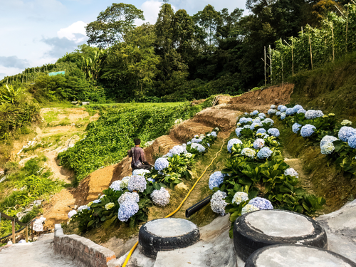 Cameron Highlands Day Tour