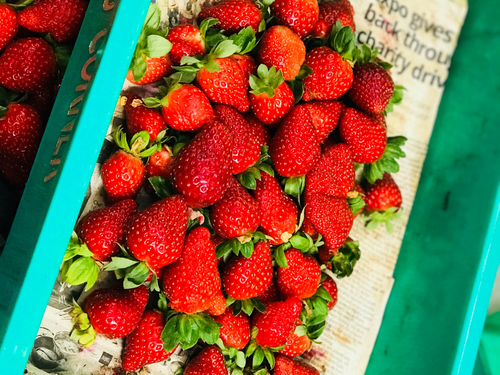 Cameron Highlands Day Tour