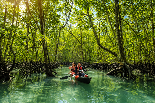 Langkawi: Full-Day Mangrove, SkyCab & SkyBridge Tour