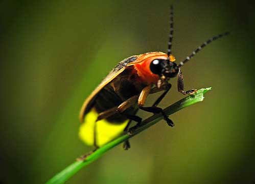 Glowing Kuala Selangor Firefly Tour