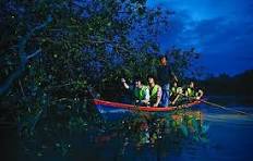 Glowing Kuala Selangor Firefly Tour