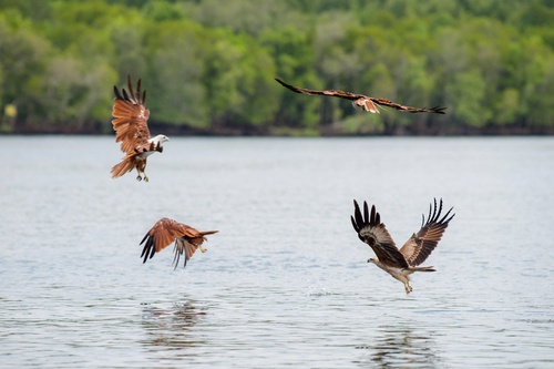 Langkawi: Full-Day Mangrove, SkyCab & SkyBridge Tour