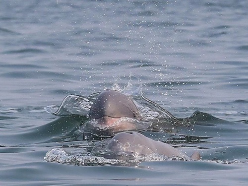 Satang Island Day Trip: Mangrove Wildlife Cruise, Irrawaddy Dolphins & Snorkelling