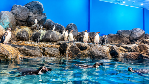 Langkawi: 3-Island Hopping & Underwater World Tour