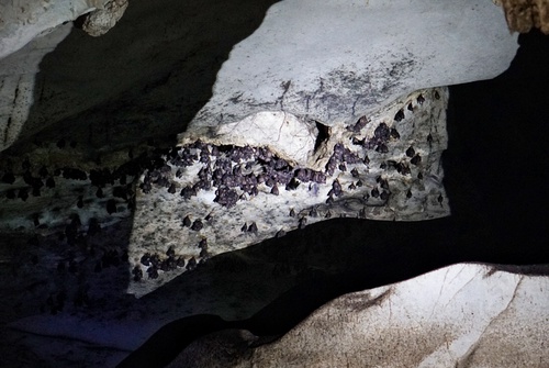 Kuching Day Tour: Fairy and Wind Caves