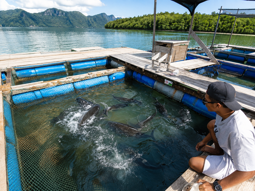 Langkawi: Island Hopping & Mangrove Boat Tour
