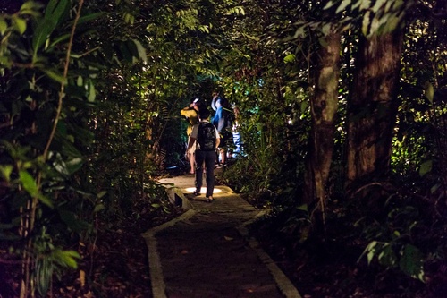 Kuching Night Tour: Night Frogging at Kubah National Park