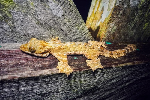 Kuching Night Tour: Night Frogging at Kubah National Park