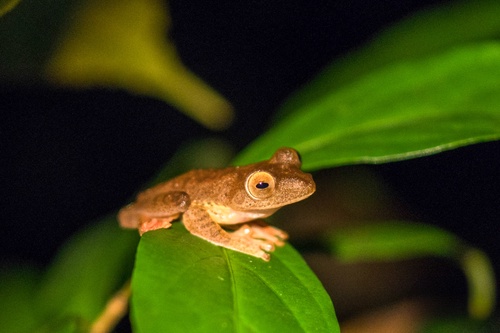 Kuching Night Tour: Night Frogging at Kubah National Park