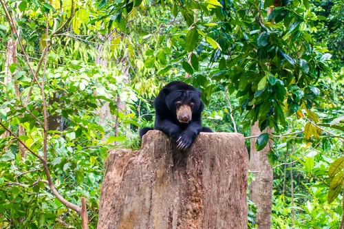 3D2N Tanini Kinabatangan Lodge & Wildlife Safari River Cruise