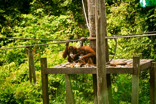 3D2N Tanini Kinabatangan Lodge & Wildlife Safari River Cruise