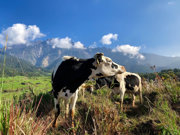 4D3N Kota Kinabalu Highlights and North Borneo Sunset Cruise